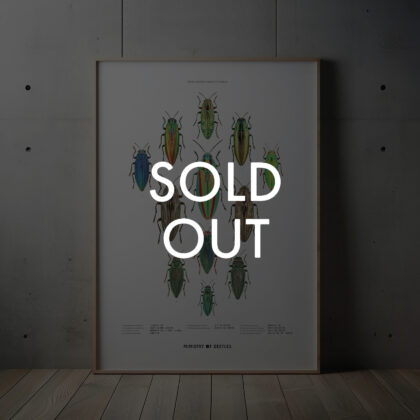 台灣產大型吉丁蟲 - A3海報